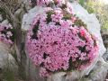 Daphne petraea